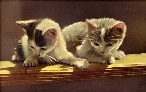 Plank: Kittens Perched on Wooden Plank