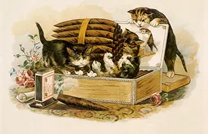 Felines: Kittens play with Cigars