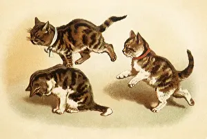 Engage: Kittens Play Leapfrog