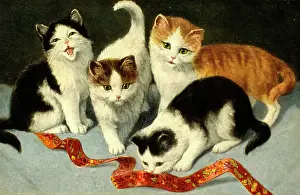 Silky: Four kittens playing with a ribbon