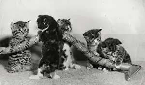 Nozzle: Kittens playing with a vacuum cleaner hose