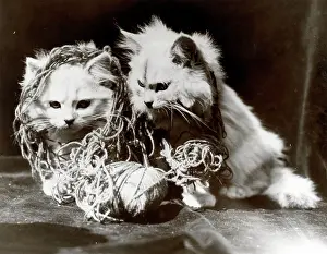Tangled: Two kittens ravelled up in wool
