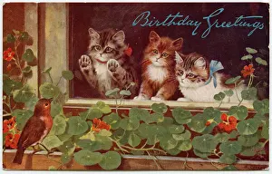 Robins: Three kittens and a robin on a birthday postcard