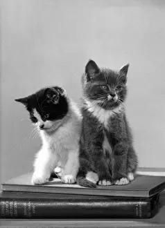 Gazes: KITTENS SIT ON BOOKS