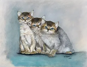 Snuggled: Three Kittens ' snuggled together