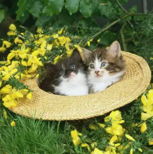 Janes: Kittens in a Straw Hat
