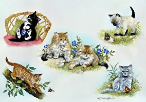 Babington: Kittens ' tabby, persian, siamese etc