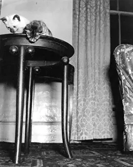 Nervously: TWO KITTENS ON A TABLE