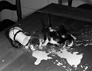 Spilled: Kittens On Table Top Drinking