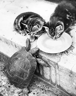 Tortoises: Kittens and Tortoise