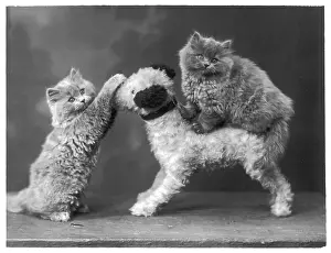 Leans: KITTENS AND TOY DOG
