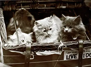 Three kittens in transit