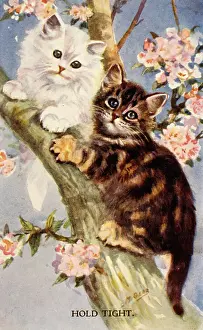 Tight: Two kittens in a tree