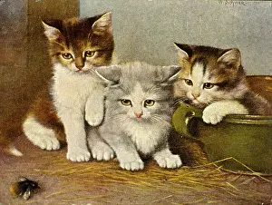Bees: Three kittens watching a bumble bee