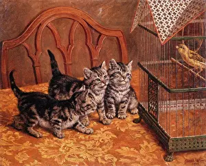 Caged: Three kittens watching caged bird