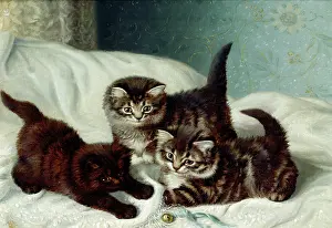Couldery: Three Kittens on a White Bed-spread