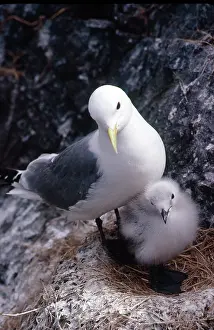 Craigleith: Kittiiwake mother and chick