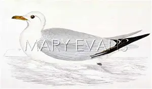 Rissa: KITTIWAKE (MORRIS)