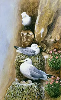 Benger: Kittiwakes
