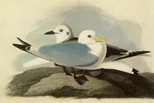 Kittiwakes: Kittiwakes