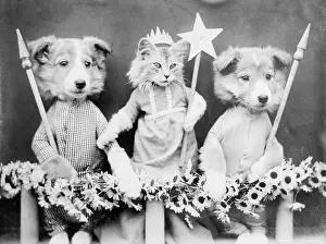 Doggy: KITTY MAY QUEEN