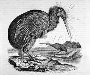 Apteryx: KIWI, 1842