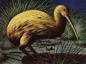Builds: Kiwi Bird