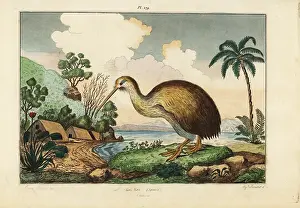 Dumenil: Kiwi bird, Apteryx australis