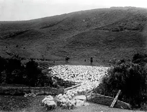 Kiwi: KIWI SHEEP FARMING