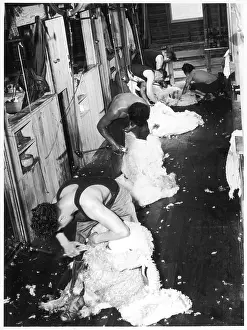 Shearers: KIWI SHEEP SHEARERS