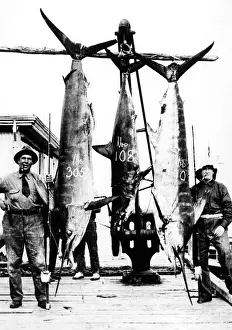 Kiwi: KIWI SWORDFISH CATCH