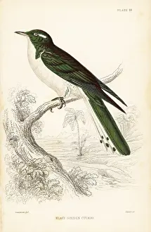 Klaas: Klaas's cuckoo, Chrysococcyx klaas