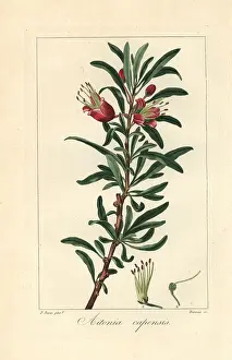 Capensis: Klapperbos or Chinese lantern tree, Nymania capensis