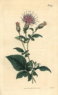 Couchman: Klasea quinquefolia