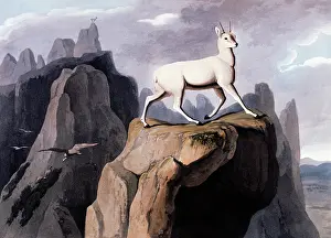 Daniell: The Klip Springer, 1831