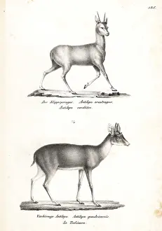Quadricornis: Klipspringer and four-horned antelope (vulnerable)