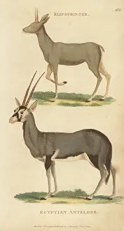 G. Kearsley: Klipspringer and gemsbok
