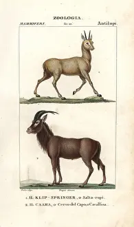 Batelli: Klipspringer, Oreotragus oreotragus, and roan