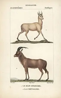 Jean Francois: Klipspringer, Oreotragus oreotragus, and roan