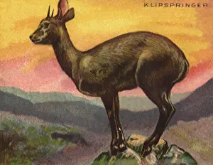 Klipspringer: Klipspringer Wild Deer
