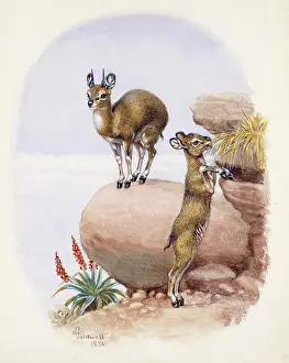 Weich: Klipspringers, 1896