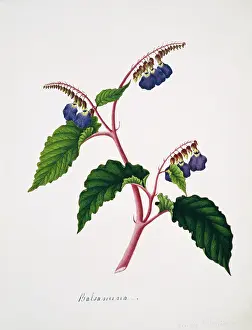 Lamiales: Klugia notoniana, balsamina