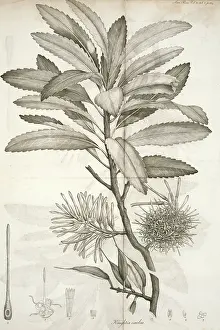 Honeysuckle: Knightia excelsa, rewarewa