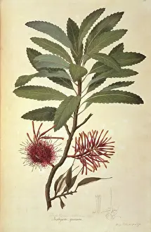 Honeysuckle: Knightia excelsa, rewarewa honeysuckle tree