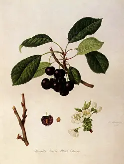 Linnaeus: Knight's Early Black Cherries