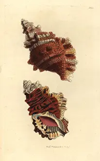 Lampas: Knobbed triton, Charonia lampas