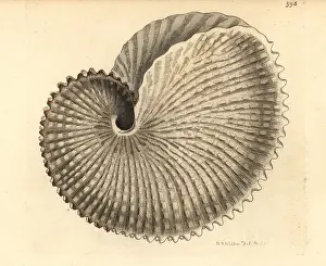 Argonaut: Knobby argonaut, Argonauta nodosa