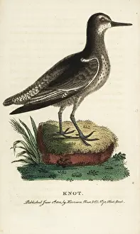 Calidris: Knot, Calidris canutus