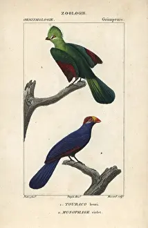 Violacea: Knysna turaco, Tauraco corythaix, and violet