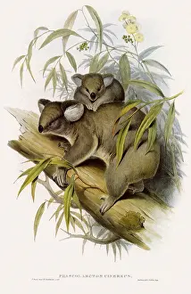 Koala: Koala and Baby